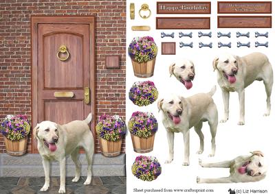 Labrador Retriever,golden,on a Door Step