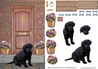 Labrador Retriever Puppy,black,on a Door Step