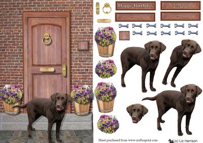 Chocolatelabrador on a Door Step