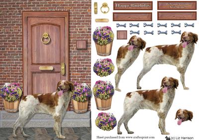 Brittany Spaniel on a Door Step