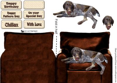 German Wire Haired Pointer in an Arm Chair