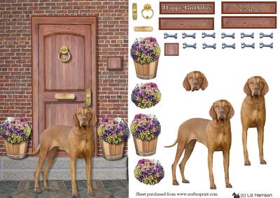 Hungarian Vizsla on a Door Step