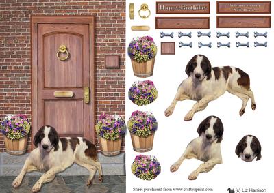 Irish Red & White Setter on a Door Step