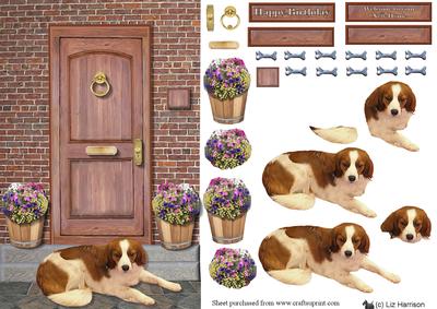 Kooikerhondje Dog on a Door Step
