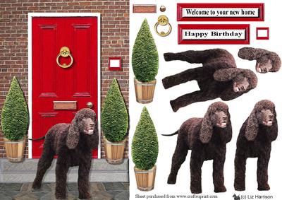 Irish Water Spaniel with a Red Door