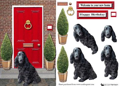 Cocker Spaniel,black,with a Red Door
