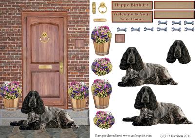 Cocker Spaniel ,black & White,on a Door Step