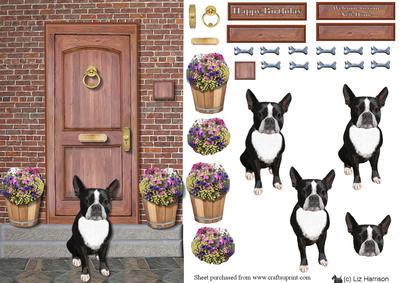Boston Terrier on a Door Step