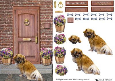 Tibetan Spaniel on a Door Step