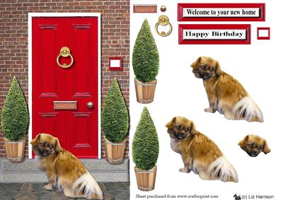 Tibetan Spaniel with a Red Door