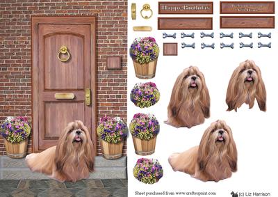 Shih Tzu on a Door Step