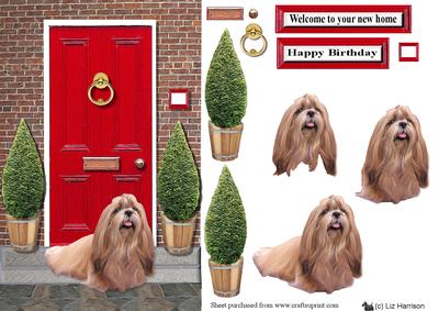 Shih Tzu with a Red Door