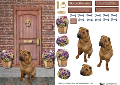 Shar Pei on a Door Step