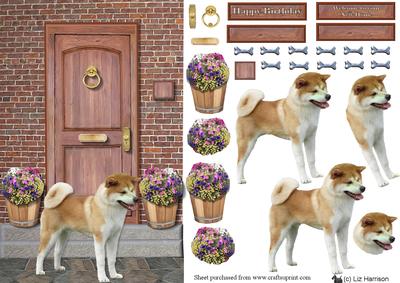 Japanese Akita Inu on a Door Step