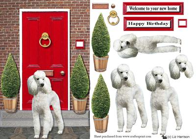 Standard Poodle Red Door Scene