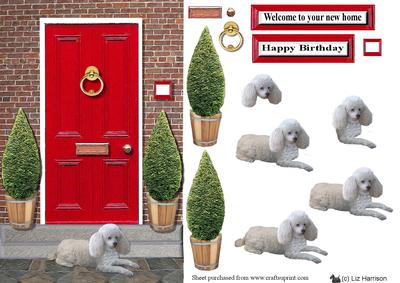 Miniature Poodle with a Red Door