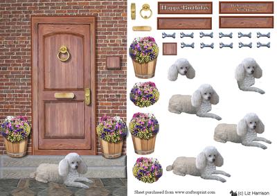 Miniature Poodle ,white,door Step Scene