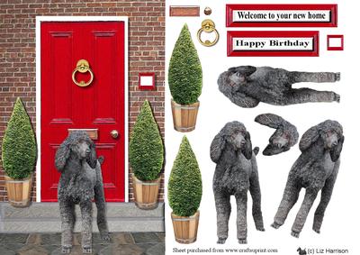Standard Poodle,black , with a Red Door