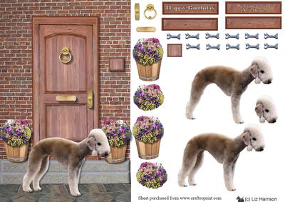 Bedlington Terrier on a Door Step