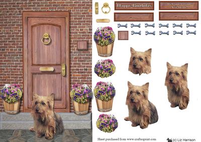 Australian Terrier on a Door Step