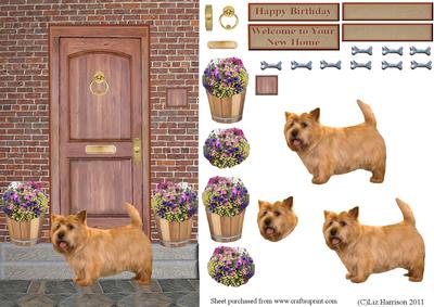 Cairn Terrier on a Door Step