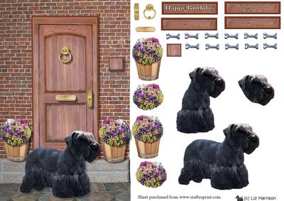 Cesky Terrier on a Door Step