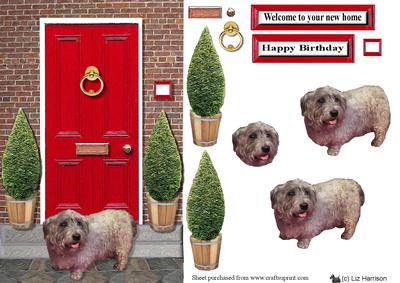 Glen of Imaal Terrier with a Red Door