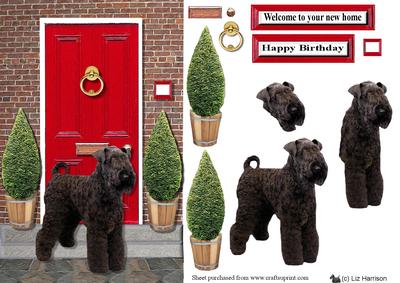 Kerry Blue Terrier with a Red Door