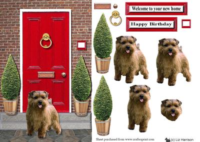Norfolk Terrier with a Red Door