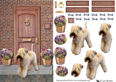 Soft Coated Wheaten Terrier on a Door Step