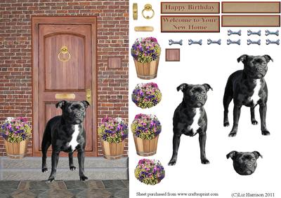 Staffordshire Bull Terrier on a Door Step