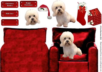Christmas Dandie Dinmont in an Arm Chair