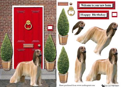 Afghan Hound with a Red Door