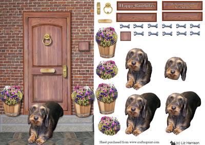 Miniature Wire Haired Dachshund on a Door Step
