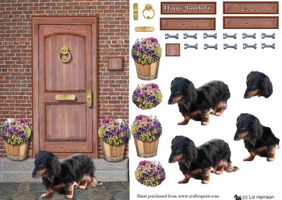 Miniature Long Haired Dachshund on a Door Step