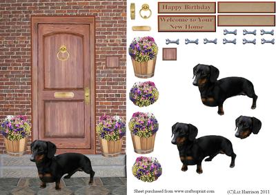 Miniature Dachshund on a Door Step
