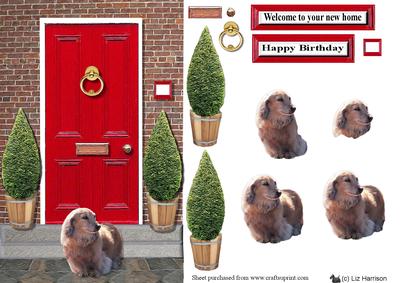 Long Haired Dachshund with a Red Door