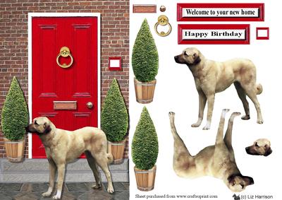 Anatolian Shepherd with a Red Door