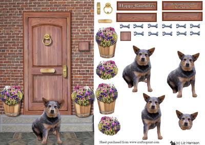 Australian Cattle Dog on a Door Step
