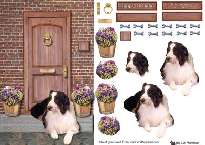 Australian Shepherd Dog on a Door Step