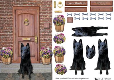 Belgian Shepherd Groenendael on a Door Step
