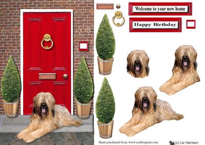 Briard with a Red Door