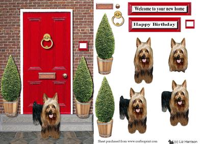 Australian Silky Terrier with a Red Door