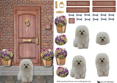 Bolognese Dog on a Door Step