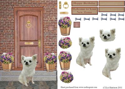 Chihuahua Long Coated on a Door Step