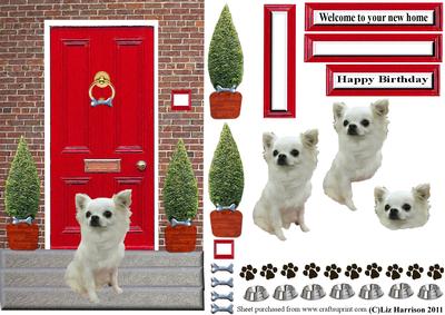 Chihuahua Long Coated with a Red Door