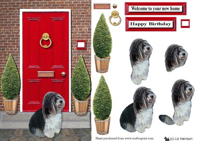 Havanese with a Red Door