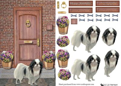 Japanese Chin on a Door Step