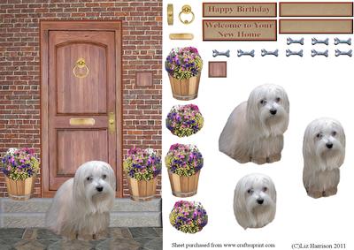 Maltese Dog on a Door Step