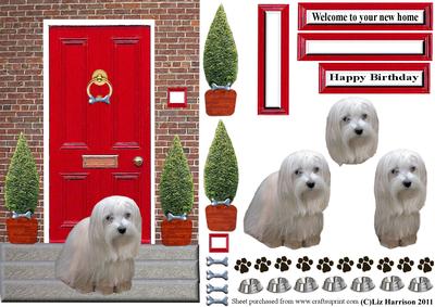 Maltese with a Red Door